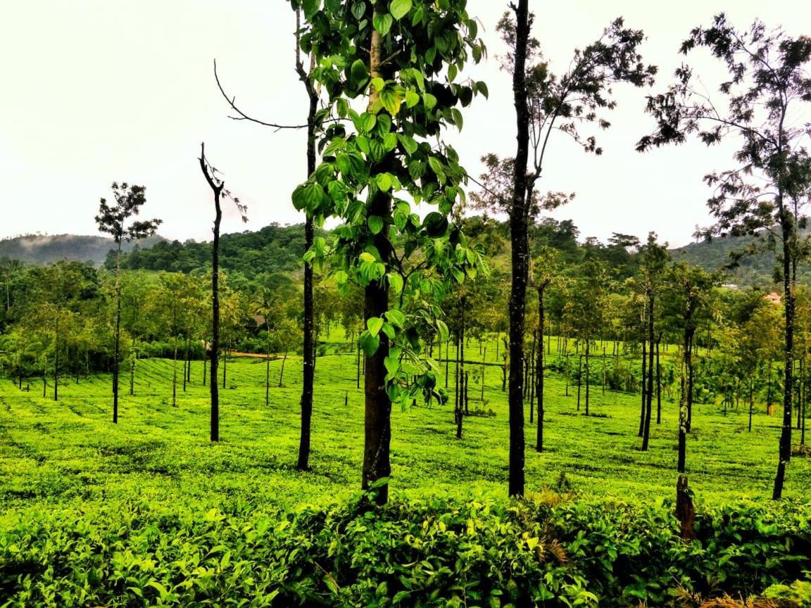 Wooden Cottages Glen Wayanad Meppādi Exterior foto