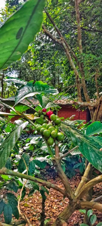 Wooden Cottages Glen Wayanad Meppādi Exterior foto