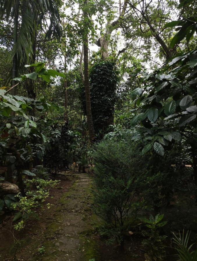Wooden Cottages Glen Wayanad Meppādi Exterior foto